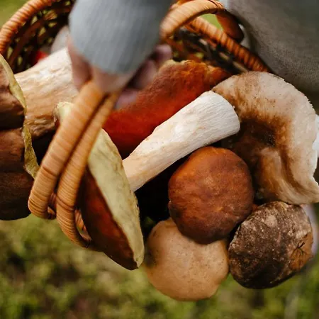 Kulik Σπίτι διακοπών Boží Dar